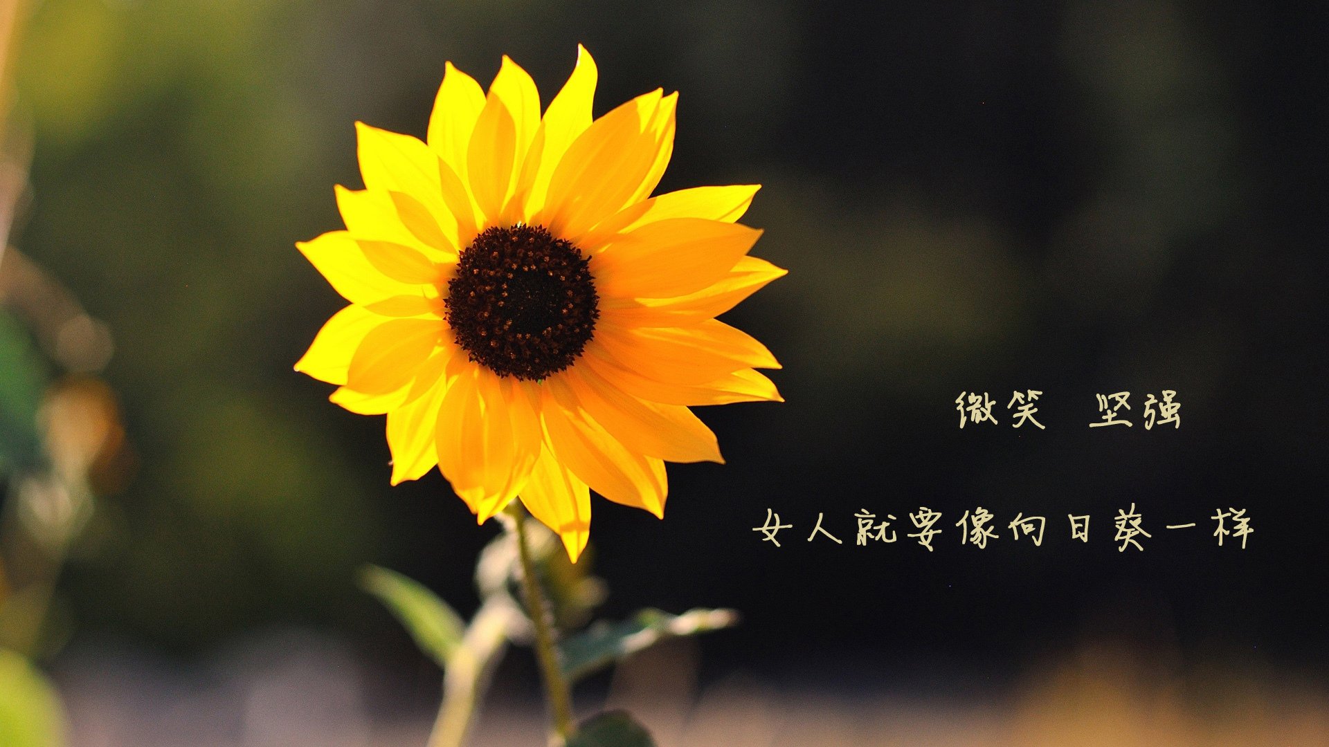 勇士队外线得分火热，连胜势头不减，勇士队集锦